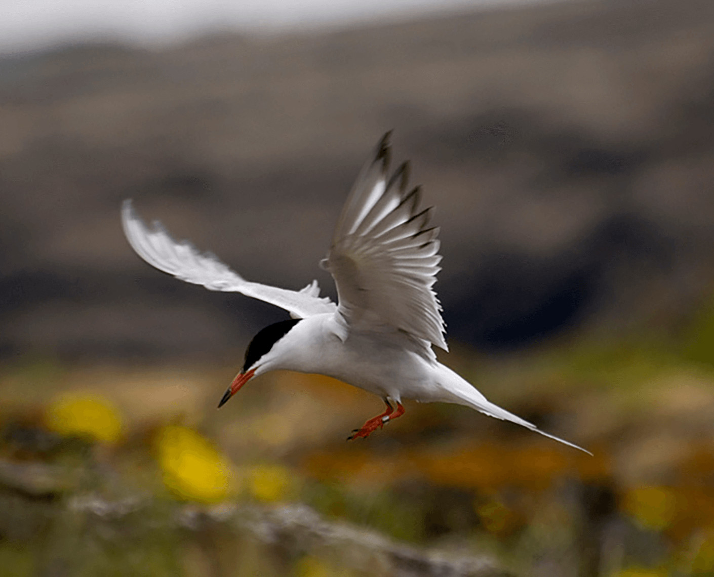 Observação Aves Açores