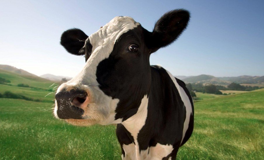Vaca Açores